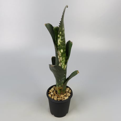 フリーセア　ハイパースペース　Vriesea 'Hyperspace'激レア Vriesea 'Hyperspace' | Fantastic Gardens Hawaii