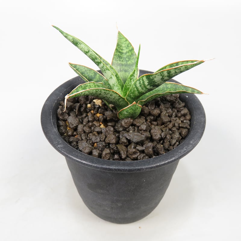 サンスベリア・コヨーテ サンセベリア コヨーテ 「Sansevieria Coyote」3/16-110 | SHOU