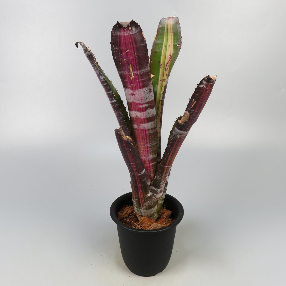 Aechmea 'Roberto Menescal'〔エクメア〕現品発送A184 Aechmea 'Roberto Menescal'〔エクメア〕現品発送A184 Aechmea