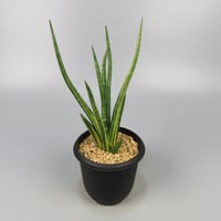 サンスベリア Sansevieria Mini Boncel white v B サンスベリア Sansevieria Mini Boncel white v B Sansevieria