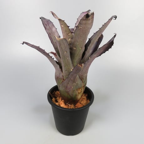 CATEGORY Hohenbergia | Panus