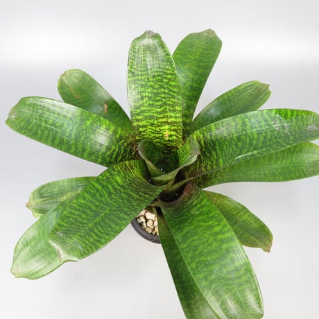 CATEGORY Vriesea | Panus