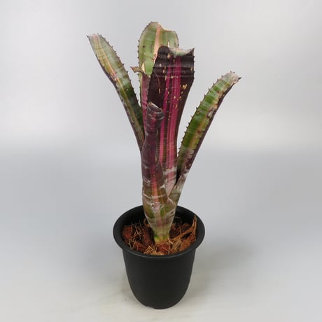 CATEGORY Aechmea | Panus