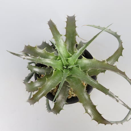 dyckia | STORES
