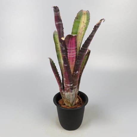 【送料無料】Vriesea 'Swagger'〔フリーセア〕現品発送V133 フリーセア | STORES