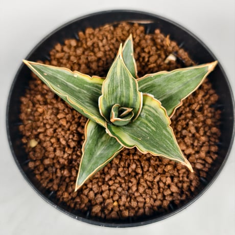 ネオレゲリア | STORES