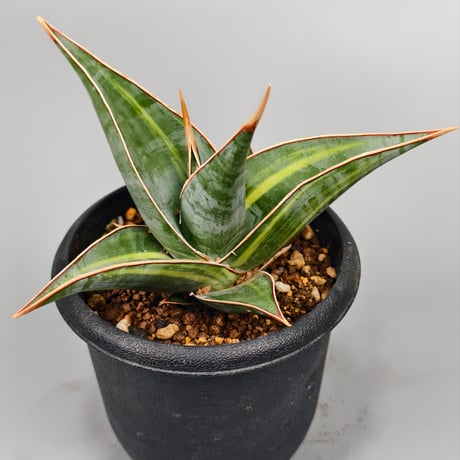 さぎこう さま専用Neoregelia Bold Zebraなど6点 さぎこう さま専用Neoregelia Bold Zebraなど6点 ネオレゲリア | STORES