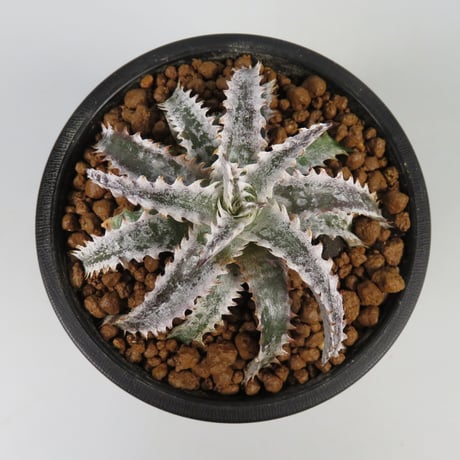 dyckia | STORES