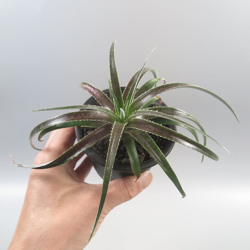 xDyctia Dyckia Arizona x Hechtia glomerata #XDT...