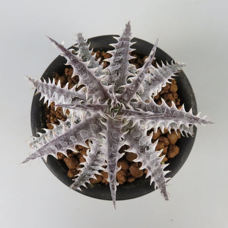ディッキア エルカホン Dyckia El Cajon ⑴ タグ付き dyckia | STORES