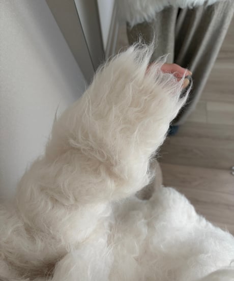 poodle cardigan