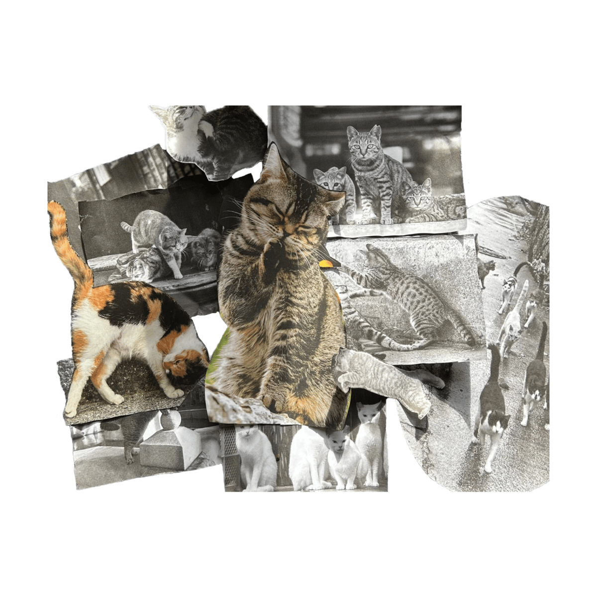 猫　絵画　イラスト　コラージュ 猫 絵画 イラスト コラージュ 154]コラージュ猫 | 長友心平shop