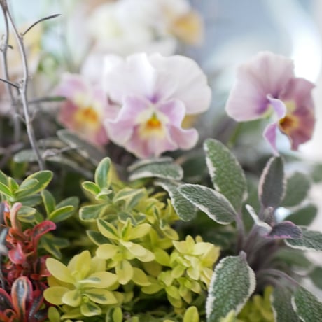 【FOUR SEASONSスクール】11/8(土)Green life Zoom webinars ワークショップ　無料視聴+花材セット