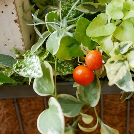 【FOUR SEASONSスクール】8/24(土)Green life Zoom webinars ワークショップ　無料視聴+花材セット