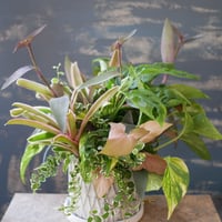 【FOUR SEASONSスクール】7/15(土)Green life Zoom webinars ワークショップ　無料視聴+花材セット