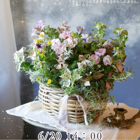 Johnny ペチュニア5点セット Petunia Seeds | Johnny's Selected Seeds