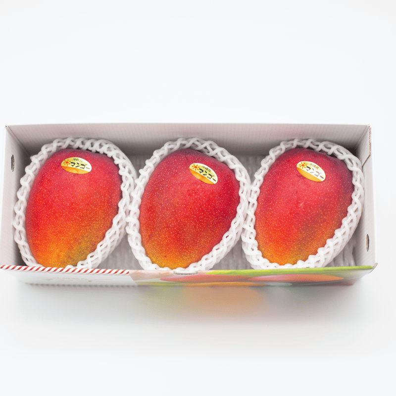 マンゴー (ケント) 熱帯果樹