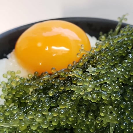 海ぶどう