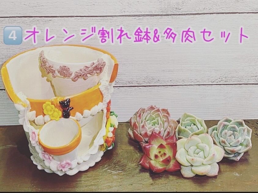 割れ鉢 リメイク鉢 母の日限定鉢 | K&Y 多肉のための可愛いおうち🏡