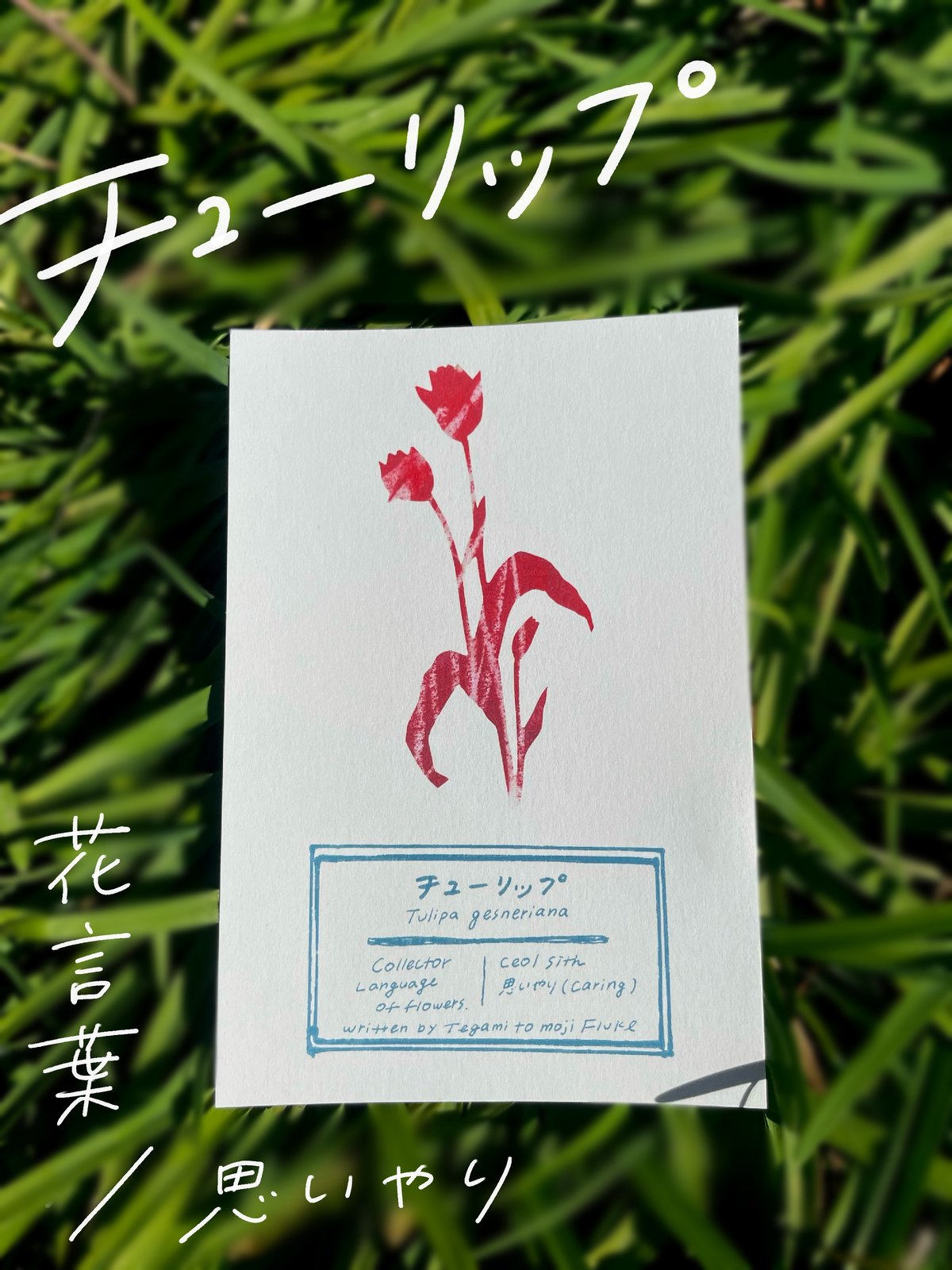 てがみと文字Fluke × ceol sith/切り絵の植物の標本カード | てがみと
