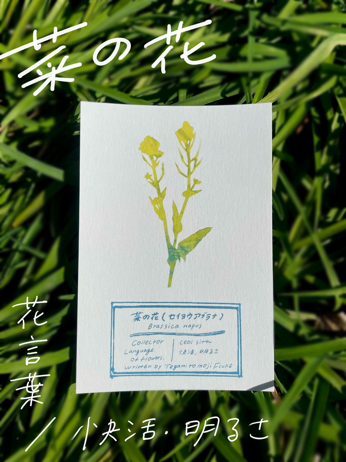 てがみと文字Fluke × ceol sith/切り絵の植物の標本カード | てがみと