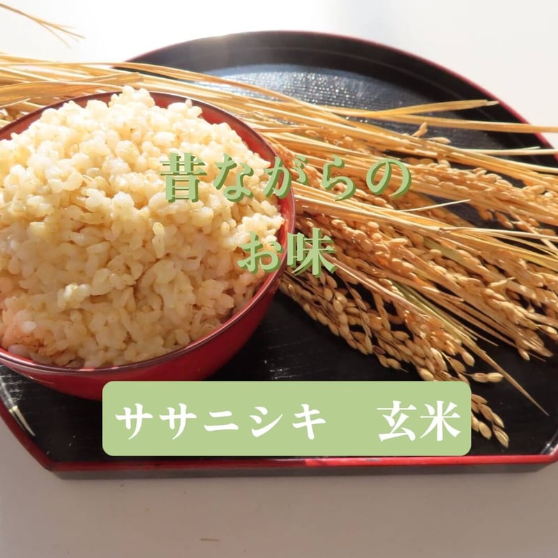 2024年ササニシキ 玄米5kg(農薬、化学肥料不使用)※送料込 2024年ササニシキ 玄米5kg(農薬、化学肥料不使用)※送料込
