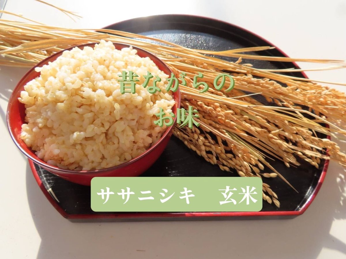 2024年ササニシキ 玄米5kg(農薬、化学肥料不使用)※送料込 2024年ササニシキ 玄米5kg(農薬、化学肥料不使用)※送料込