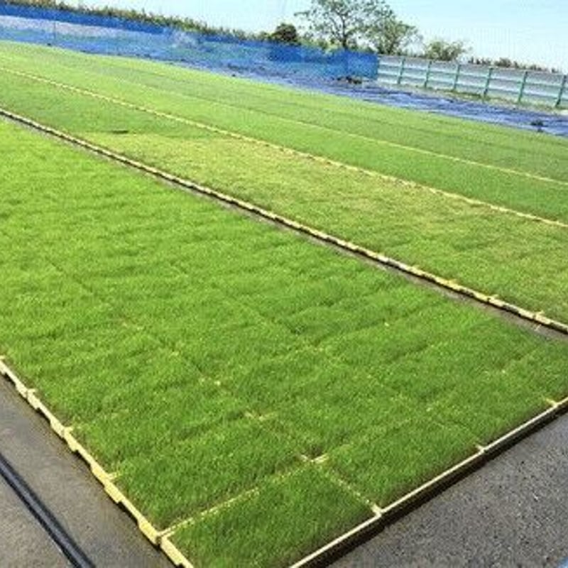 2024年ササニシキ 玄米5kg(農薬、化学肥料不使用)※送料込 2024年ササニシキ 玄米5kg(農薬、化学肥料不使用)※送料込