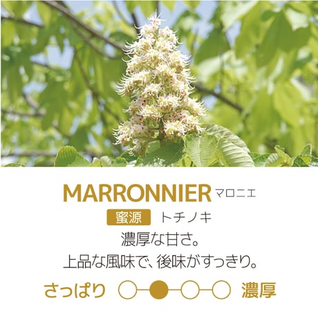秋田県産　MARRONNIER-マロニエ300