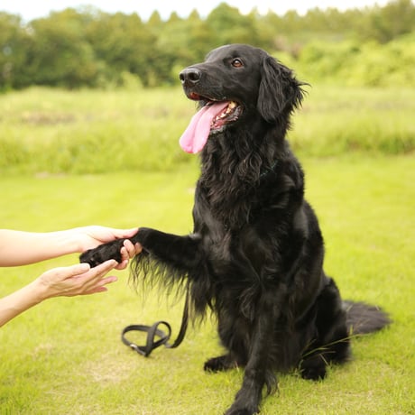 【犬猫用】  スキンクリーム スキンクリーム 50ml 舐めても安全。使い心地サラサラ、べタつかない。