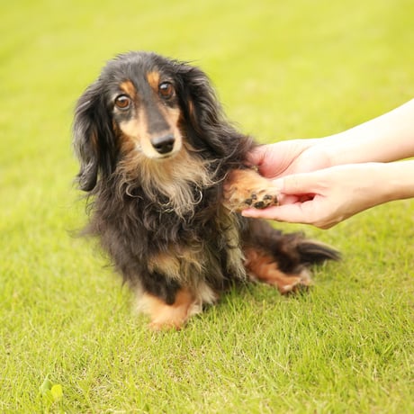 【犬猫用】  スキンクリーム スキンクリーム 50ml 舐めても安全。使い心地サラサラ、べタつかない。