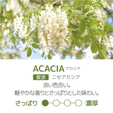 秋田県産　ACACIA-アカシア300