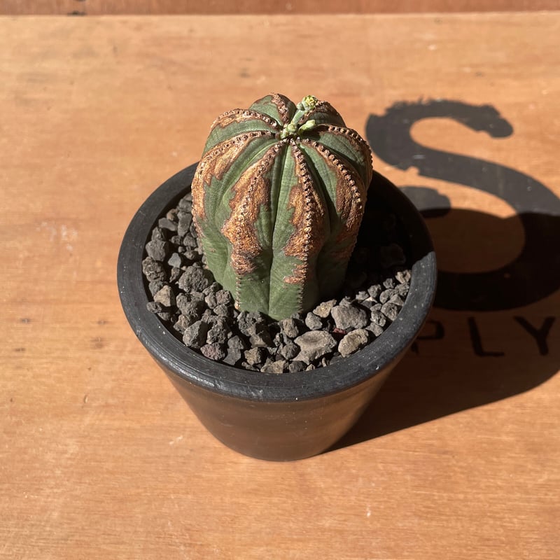 激レア 希少 多頭 選抜 ユーフォルビア オベサ Euphorbia obesa 激レア 希少 多頭 選抜 ユーフォルビア オベサ Euphorbia obesa