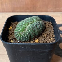 No.066 ユーフォルビア オベサ / Euphorbia Obesa モンスト 綴化 6 x 3.8 cm
