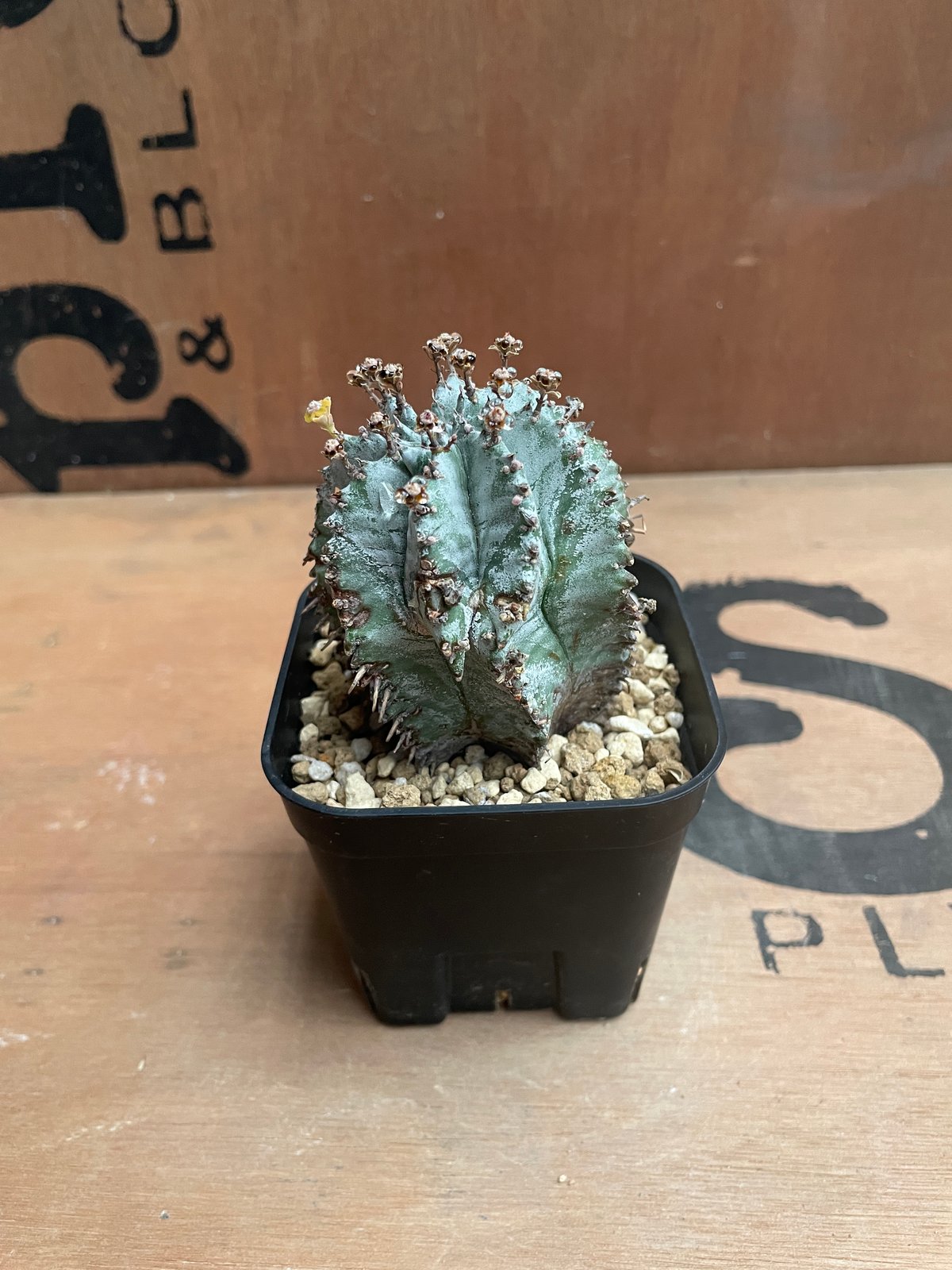 純*様 【週末セール】 ホリダ 特白　白衣 群生 ユーフォルビア　サボテン　アガ 18cmPOT】Euphorbia horrida ユーフォルビアホリダ 群生 白衣