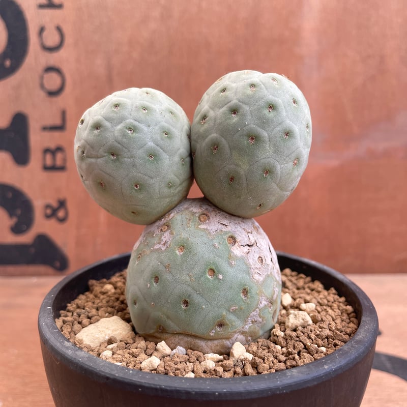 No.004 テフロカクタス ゲオメトリクス / Tephrocactus geometric