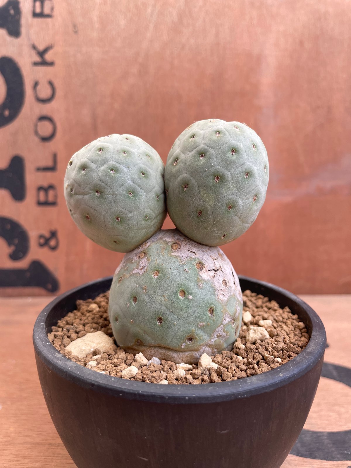 No.004 テフロカクタス ゲオメトリクス / Tephrocactus geometric