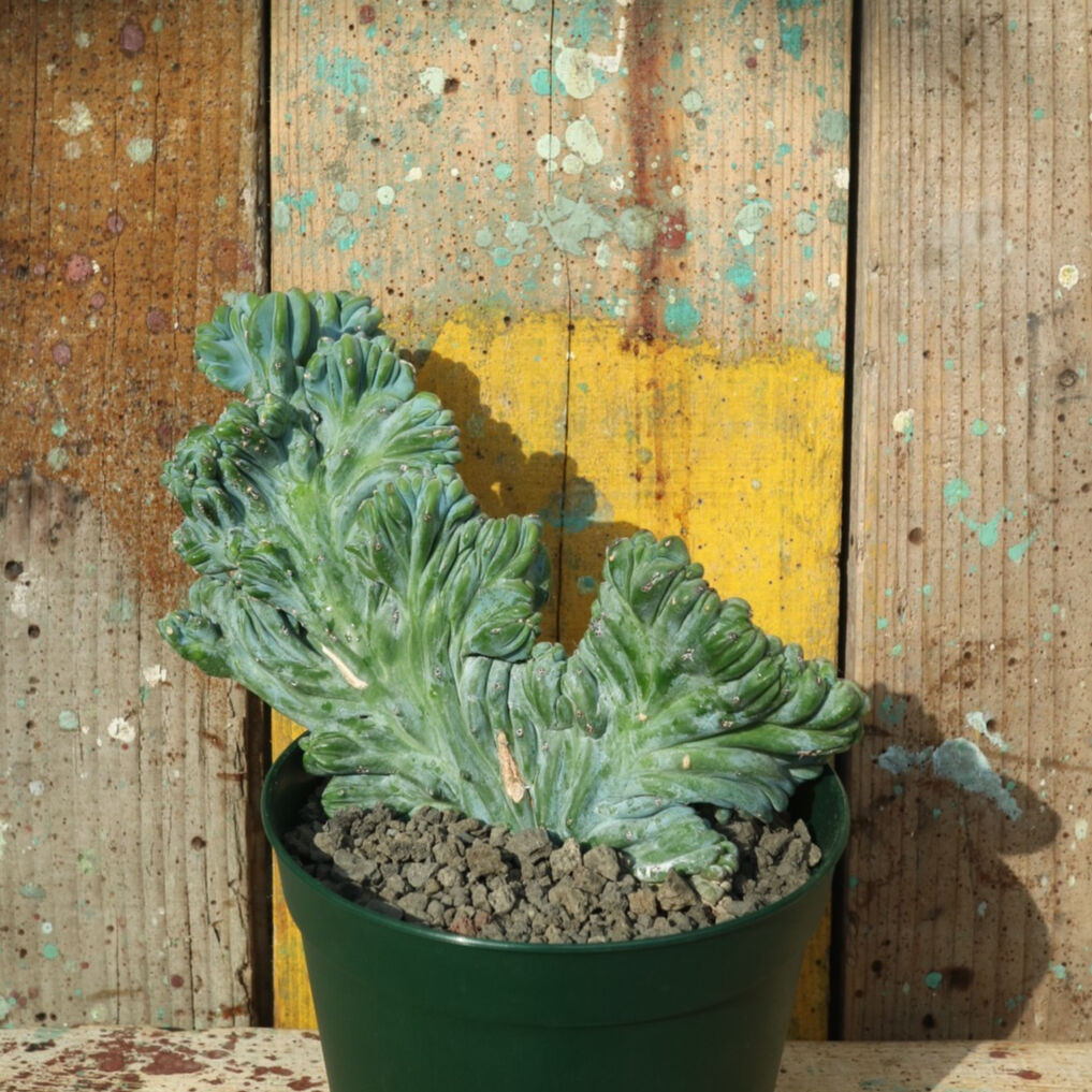 竜神木　綴化　抜き苗①② サボテン・竜神木 綴化/盆栽、多肉植物、塊根植物、観葉植物通販