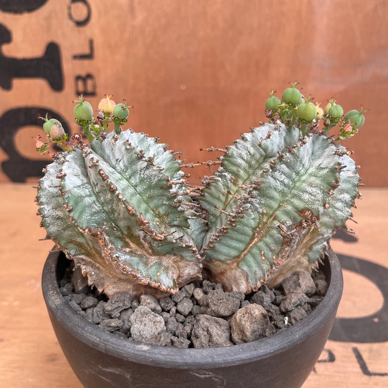 No.008 ユーフォルビア ホリダ / Euphorbia Horrida No.008 ユーフォルビア ホリダ / Euphorbia Horrida