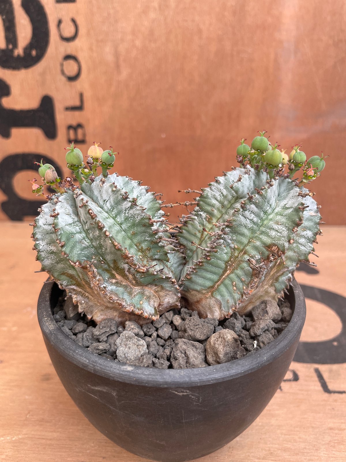No.008 ユーフォルビア ホリダ / Euphorbia Horrida No.008 ユーフォルビア ホリダ / Euphorbia Horrida