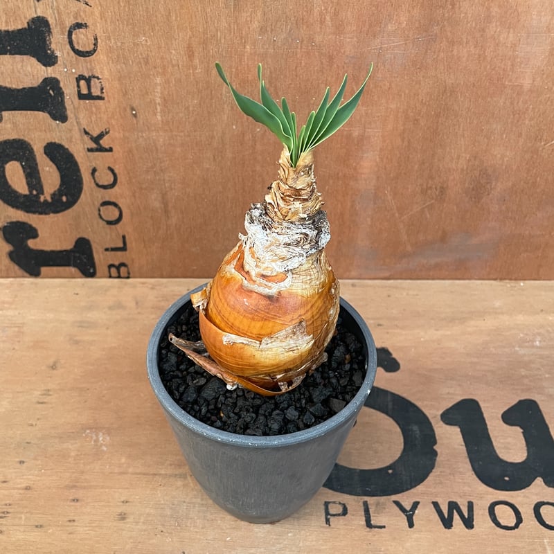 No.002 ブーファン ハエマンソイデス / Boophane Haemanthoides