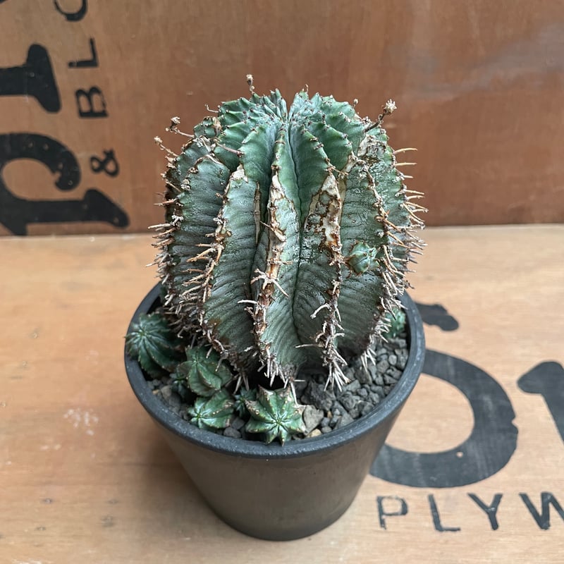 No.026 ユーフォルビア ホリダ / Euphorbia Horrida Φ9×H9.5