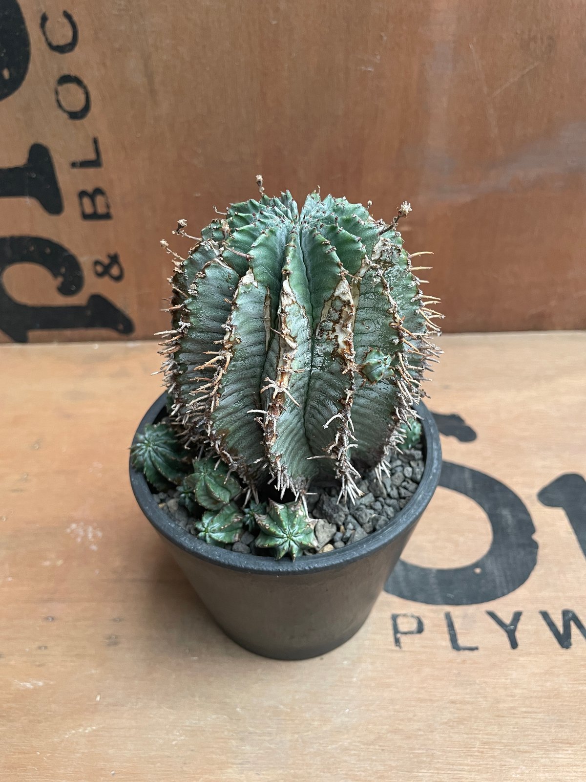 No.026 ユーフォルビア ホリダ / Euphorbia Horrida Φ9×H9.5