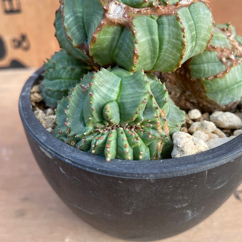 ユーフォルビア オベサ 綴化 90プレステラ ユーフォルビア オベサ 綴化 90プレステラ