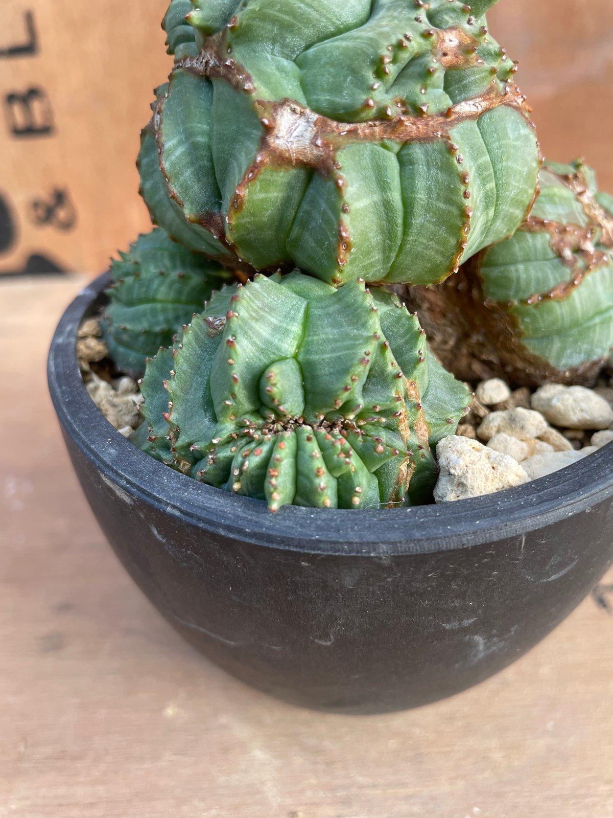 巨大 モンスト 変形 ユーフォルビア オベサ Euphorbia obesa No.070 ユーフォルビア オベサ / Euphorbia Obesa モンスト 綴化 子吹