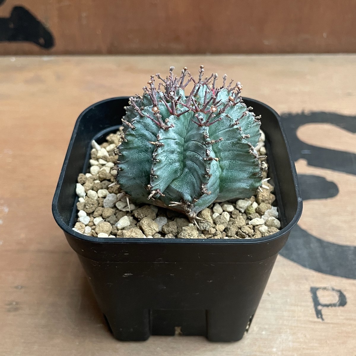 ユーフォルビア・ホリダ　Euphorbia horrida No.026 ユーフォルビア ホリダ / Euphorbia Horrida Φ9×H9.5