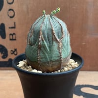 No.052 ユーフォルビア オベサ / Euphorbia Obesa 木質化 変形 Φ6.