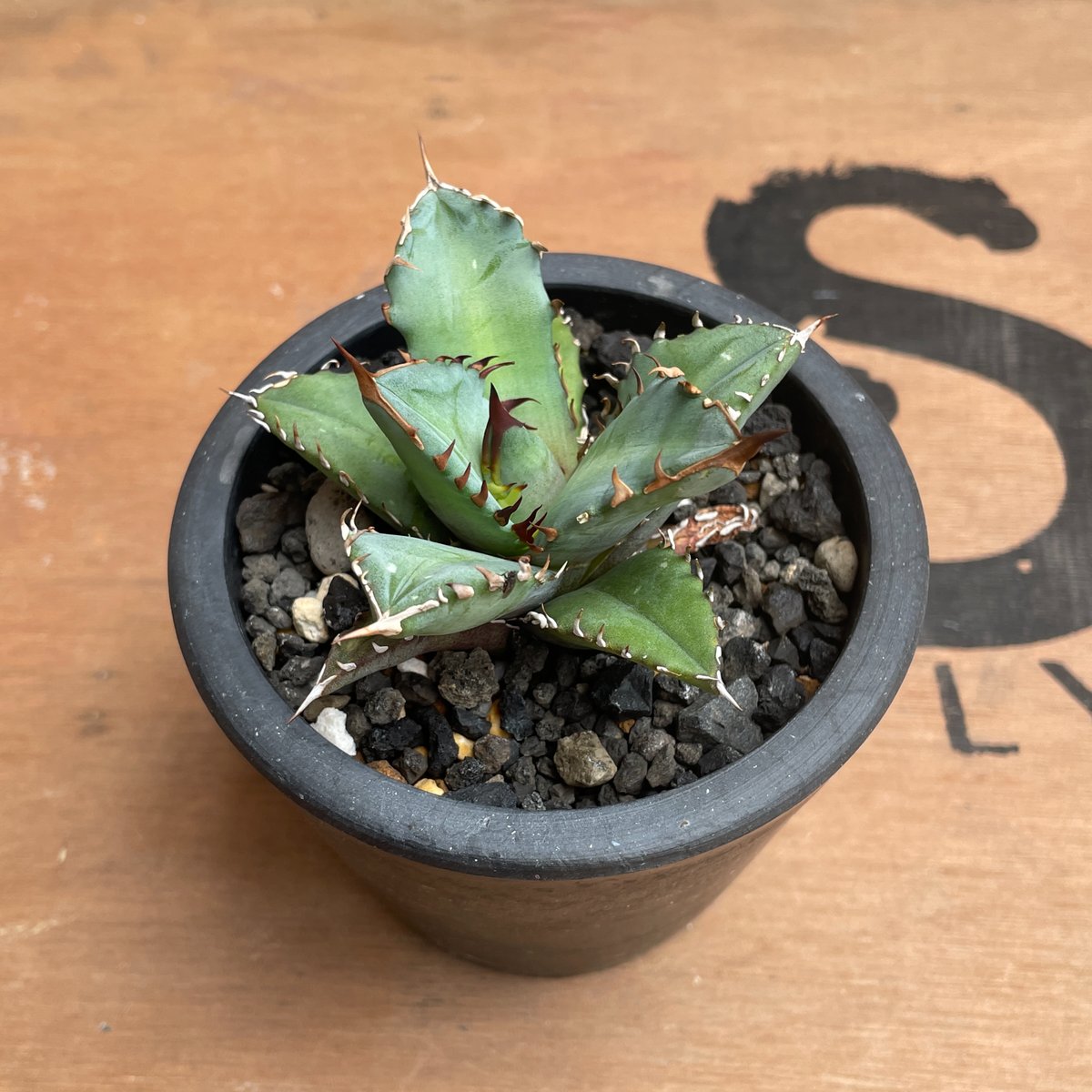 No.002 アガベ チタノタ “姫厳竜” / Agave Titanota 