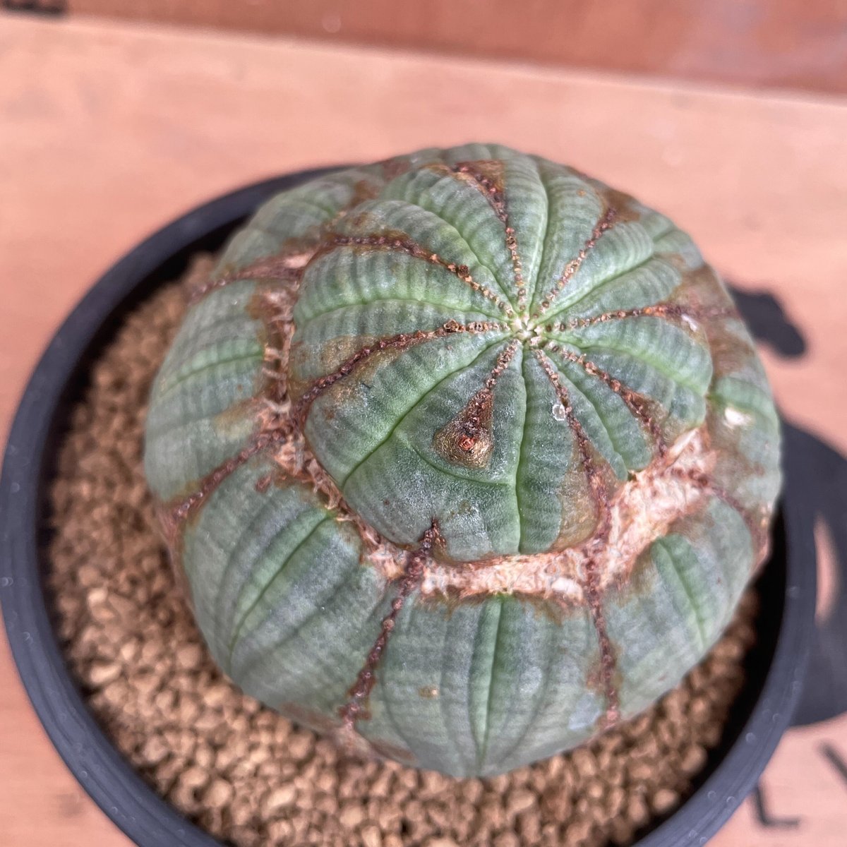 No.012 ユーフォルビア オベサ / Euphorbia Obesa 木質化 デベソ ♀