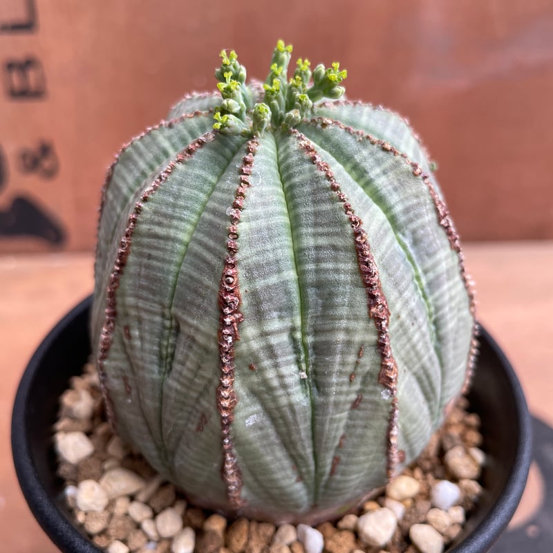 ユーフォルビア　オベサ 2024年7月入荷>ユーフォルビア オベサ | Euphorbia obesa | OB02